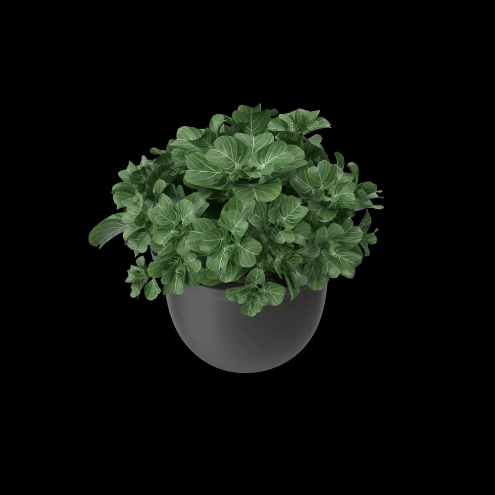 Plant Pot 3