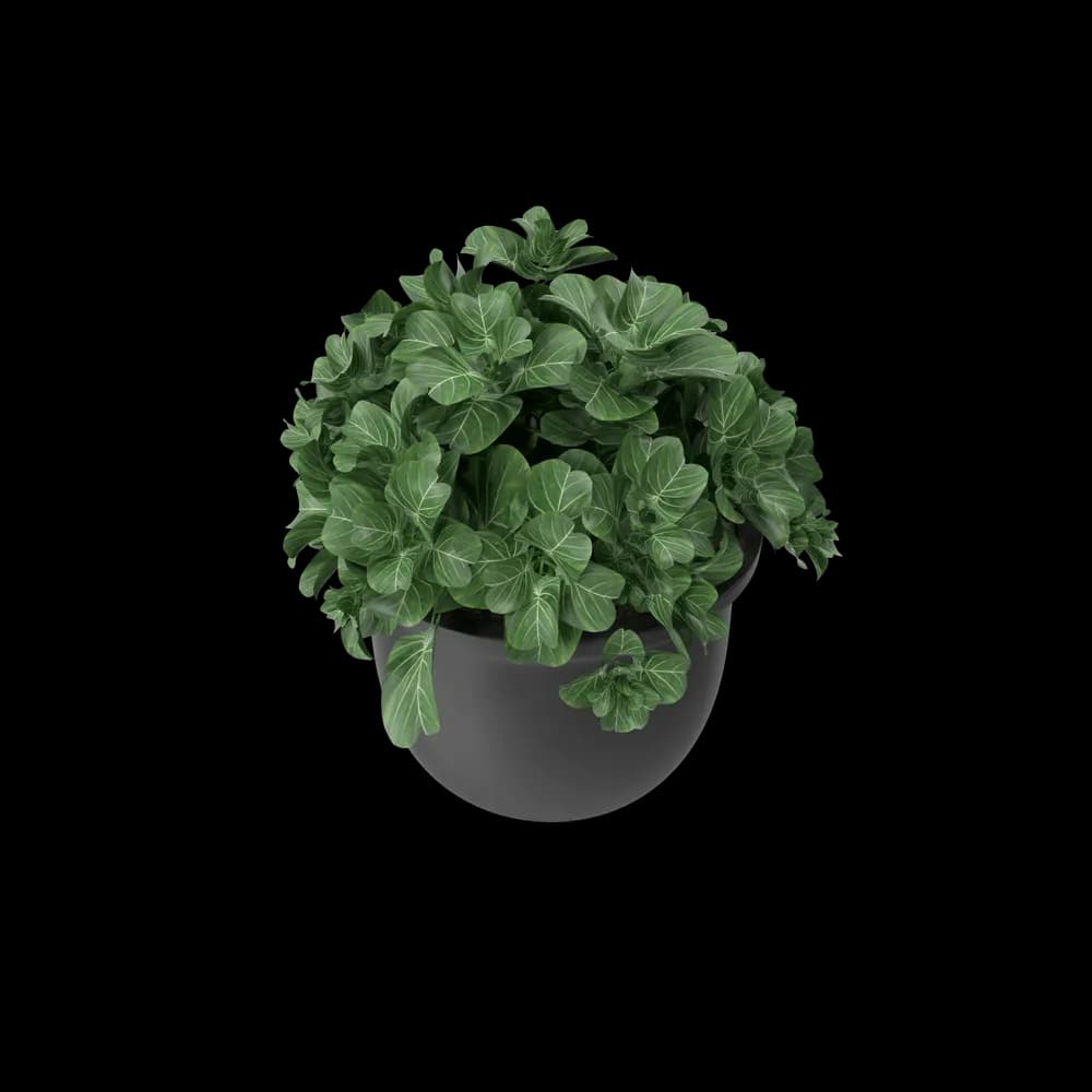 Plant Pot 4