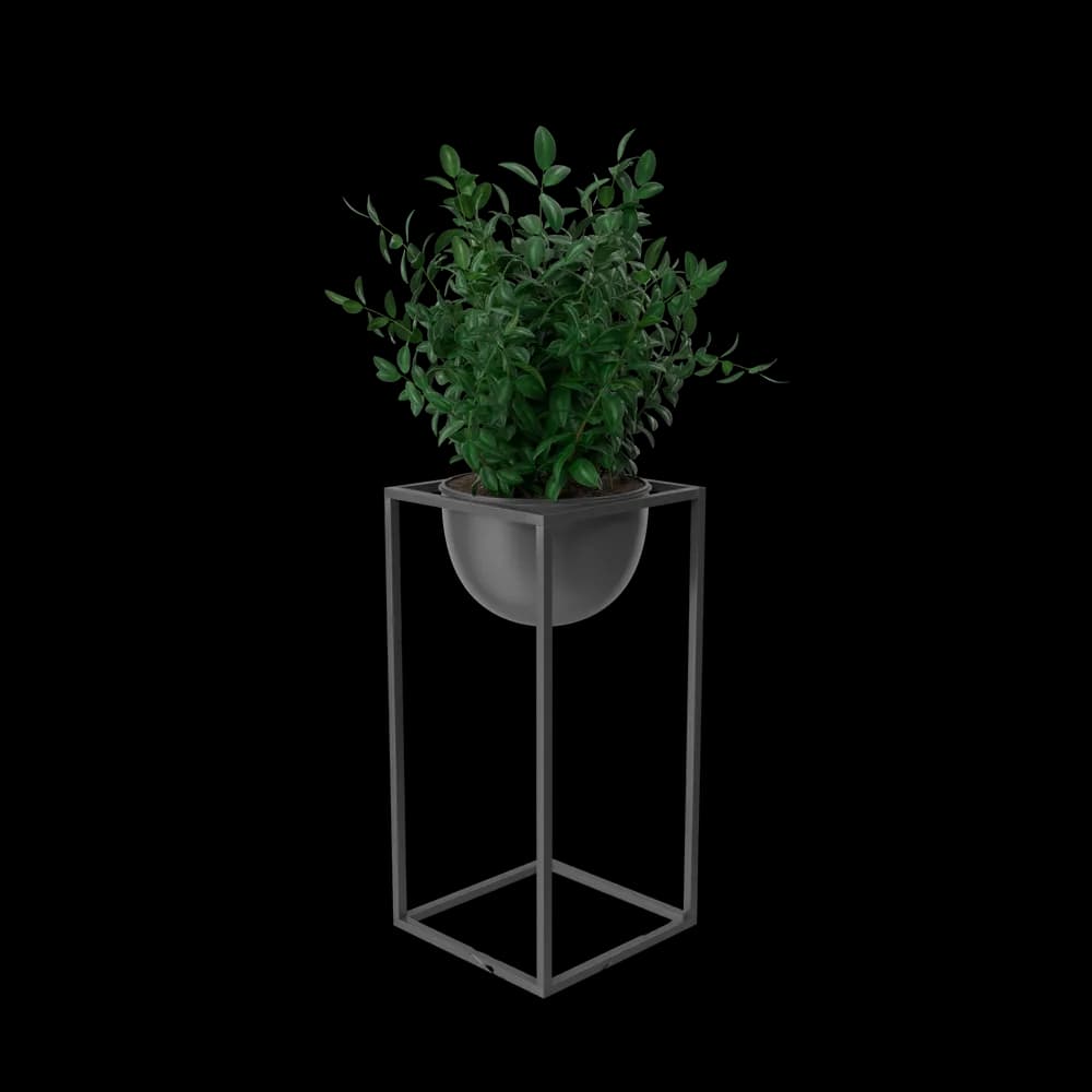 House Showpiece Plant 2