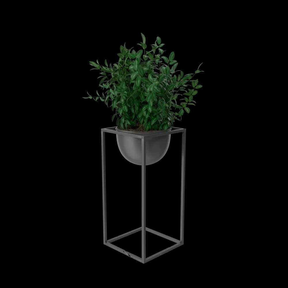House Showpiece Plant 3